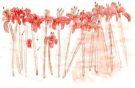 illustration of flowers